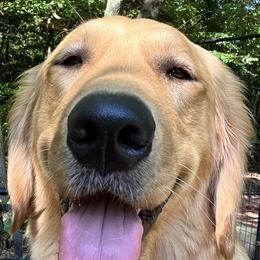 Golden Retriever Puppies from Crowders Creek Goldens