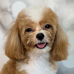 Aussiedoodles, Cavalier King Charles Spaniels, Cavapoos, and Maltipoos from Mc Doodles of Texas LLC