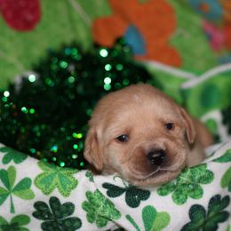 Labrador Retriever Puppies from Paradise Farm Gun Dogs