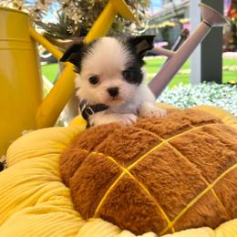Onyx - Black and white male Chihuahua puppy in Mesa, Arizona from Arizona Dream Chihuahuas