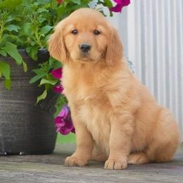 Zinnia - Golden female Golden Retriever puppy in Saint Joe, Indiana from Golden Acres Farm
