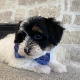 Bernedoodle, Cavapoo, Havanese, and Havapoo Puppies from Lady Paws Puppies - Cassie