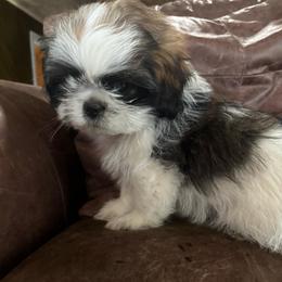 Bretta - Black gold and silver male Shih Tzu puppy in Dunlap, Tennessee from Beards of Glory