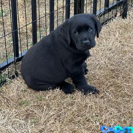 Purple girl - Black female Labrador Retriever puppy in Melissa, Texas from Westport Labradors