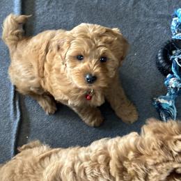 Bernedoodle, Cavapoo, Goldendoodle, Miniature Schnauzer, and Poodle Puppies from Alyssa Xxweetdoodles