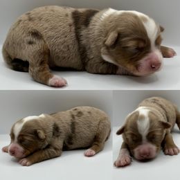 Red Merle female 1 - Red merle female Toy Australian Shepherd puppy in Brooker, Florida from Honey, I Shrunk the Aussies