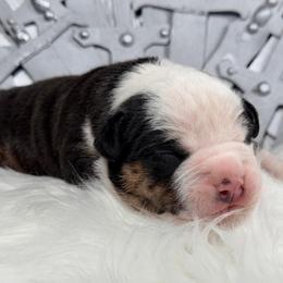 Sandor - Black tri-color male American Bully puppy in Nashville, Tennessee from SimplyBullies