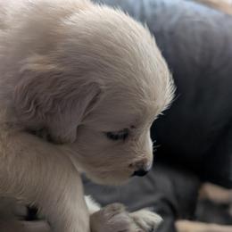 Silver Boy - Light golden male Golden Retriever puppy in Peoria, Arizona from Nordic Woof's Golden Retrievers