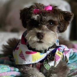 Miniature Schnauzer Puppies from Miniature Schnauzers of Delmarva
