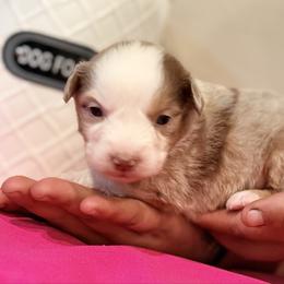 Petite - Blue merle female Miniature Australian Shepherd puppy in North Lakeport, California from Wild Rose Ranch
