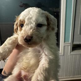 River - Cream male Aussiedoodle puppy in Mtn Rest, South Carolina from Stocktons Doxies & Doodles