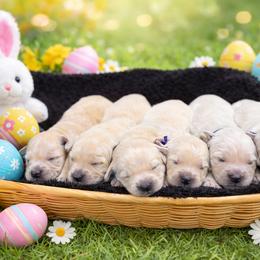 Girl 1 - Light golden female Golden Retriever puppy in Angier, North Carolina from Howard's Retrievers