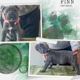 Finn - Gray brindle male Cane Corso puppy in Choctaw, Oklahoma from Emerald Cane Corso