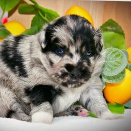 Sloan - Blue merle female Australian Shepherd puppy in Ranger, Texas from Outback Mini Aussies
