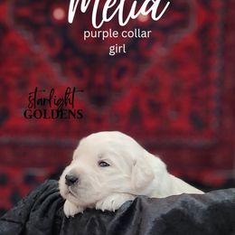 Golden Retriever Puppies from Starlight Goldens