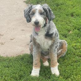 Lettie - Bernedoodle