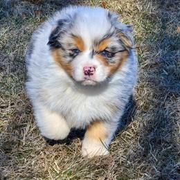 Rainier - Blue merle female Australian Shepherd puppy in Appomattox, Virginia from Danell Australian Shepherd