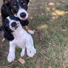 Australian Koolie All Grown Up from Tenacious Dogs