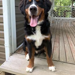Bernese Mountain Dog Puppies from Jena's Blissful Bernese Mountain Dogs