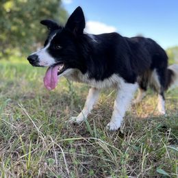 Pi - Border Collie