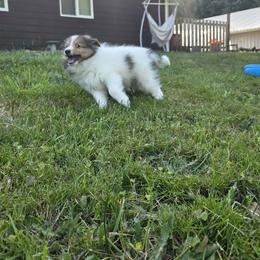 Tommy - White and sable male Shetland Sheepdog puppy in Deer Island, Oregon from Conestoga Shelties