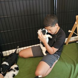 Bernedoodle Puppies from So Adoodable