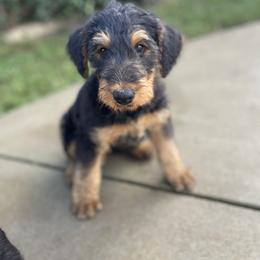 Airedale Terrier Puppies from Airedales of Myriad Ranch