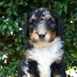 Marsh - Tri-color female Bernedoodle puppy in Folsom, Louisiana from DoodlesFarmCo