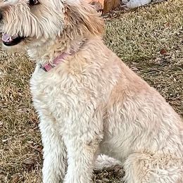 Goldendoodles from Highlands Doodles
