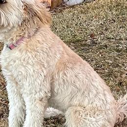 Goldendoodles from Highlands Doodles
