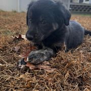 Border Collie, Golden Retriever, and Sporty Mix Puppies from Kreger's K9s