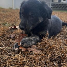 Border Collie, Golden Retriever, and Sporty Mix Puppies from Kreger's K9s
