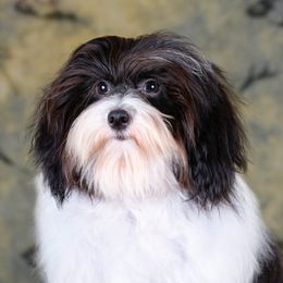 Gabby - Havanese