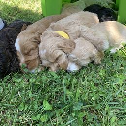 Australian Labradoodle Puppies from Lake Lure Labradoodles