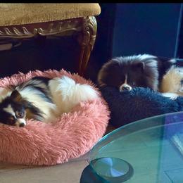 Pomeranian Puppies from "Prissy Pups"