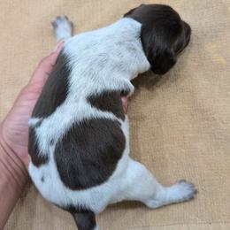 Liver Boy 9167 - Liver and white male German Shorthaired Pointer puppy in Spring Hope, North Carolina from Hogan’s Lowrider Hounds
