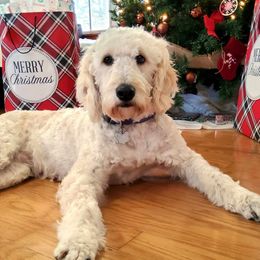 Riley - Goldendoodle