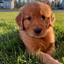 Legends Litter Male - Dark golden male Golden Retriever puppy in Idaho Falls, Idaho from Brinton Goldens
