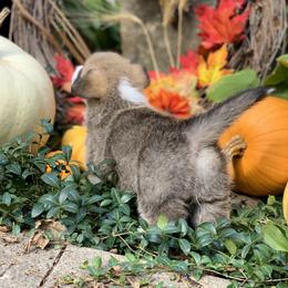 Pembroke Welsh Corgi Puppies from A&A’s Adorable Corgis