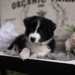 Koda - Black and white male Border Collie puppy in Conway, Missouri from 2J 2K Border Collies | Maremma Sheepdogs