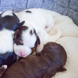 Australian Labradoodle Puppies from Australian Heritage Labradoodles