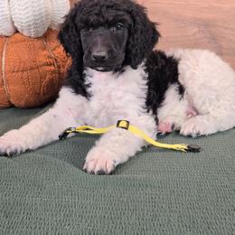Tony - Parti male Poodle puppy in Bauxite, Arkansas from Mountain Ridge Poodles