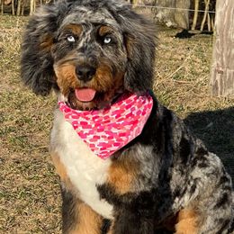 Frankie - Bernedoodle