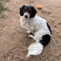 Baxter - Dachshund