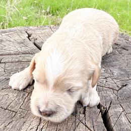 Tommy - Apricot male Cavapoo puppy in Redding, California from O’Hara  Doodles