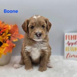 Boone - Apricot male Goldendoodle puppy in Summerville, South Carolina from Channys Doodles