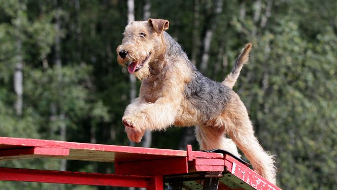 Lakeland Terrier