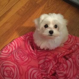 Maltese Puppies from Helen Armstead-Davis