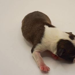 Float - Brindle and white male Boston Terrier puppy in Youngstown, Pennsylvania from Kingston Boston Terriers