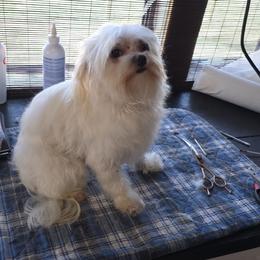 Maltese puppies from .Havenkennels.Net
